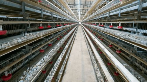 退伍不褪色 老兵攜老兵共譜致富經——賓川縣退伍軍人創辦合作社助農增收紀實